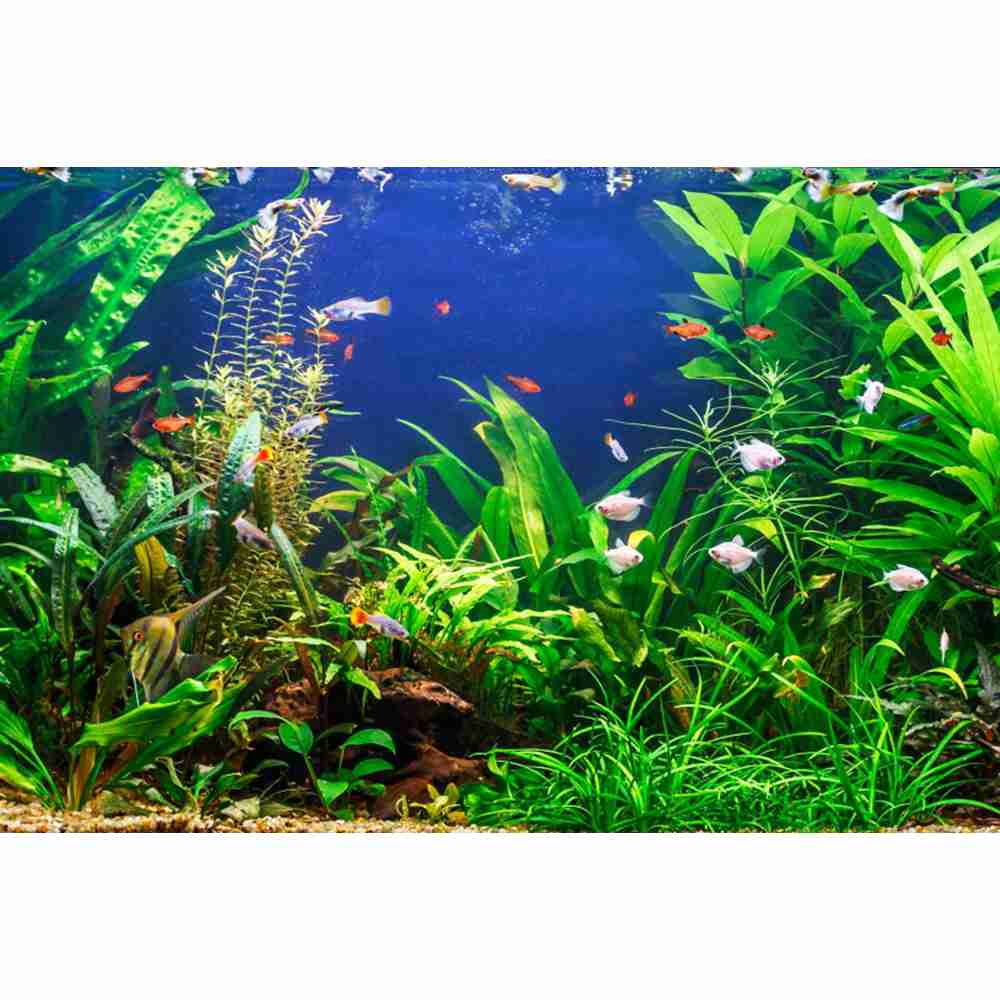 Onderwaterwereld zeebodem foto - Aquarium Marine World recensie en prijs